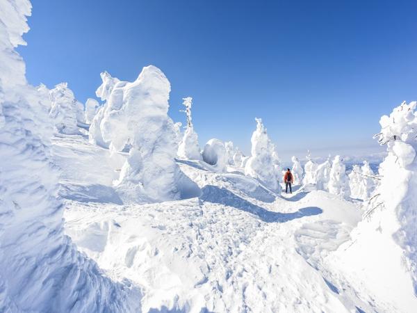 第二筆 TourKing 行程頁左側主圖:藏王樹冰雪景